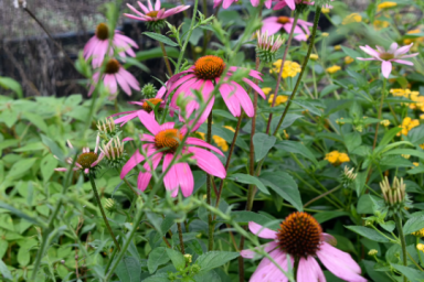 Echinacea Magnus Coneflower 4″ Pot = Live Potted Plant