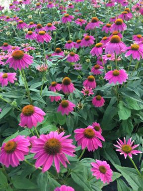 Echinacea Powwow Berry Coneflower 4″ Pot = Live Potted Plant