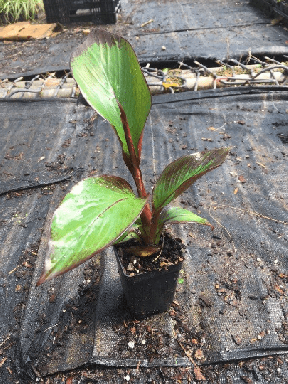 Ensete maurelii Red Abyssinian Banana Tree in 4 inch pot *COLD SENSITIVE*