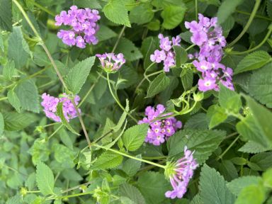 Trailing Lavender Lantana Camara Flowers-Natural Mosquito Repellant Garden-Attract Hummingbirds & Bu