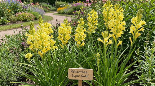 10 Polianthes Super Gold Tuberorsa Bulbs