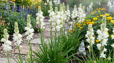 10 Polianthes The Pearl Tuberorsa Bulbs