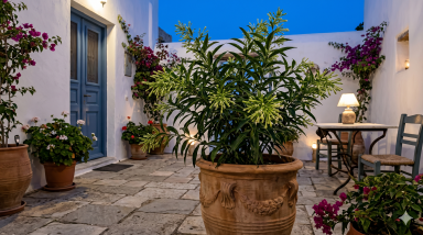 2 Nicely-Sized 4 inch Pots of Fragrant Night Blooming Jasmine