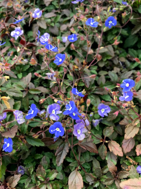 Georgia Blue Veronica in a 4 inch pot
