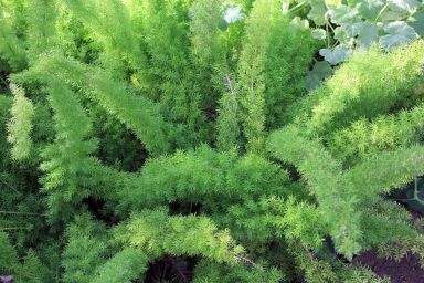Asparagus Fern, 3.5 inch Pot—you choose amount!