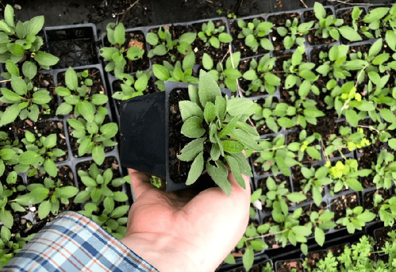 Goldsturm Rudbeckia in a 4 inch pot