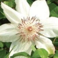 Clematis ‘Henryi’ in a 4″ pot– You Choose Amount!!!