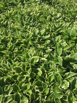 Hostas