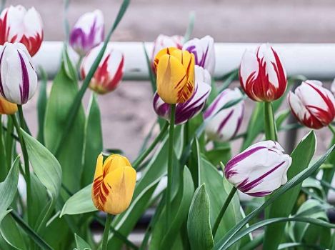 20 Rembrandt Mix Tulip Bulbs - Tulipa