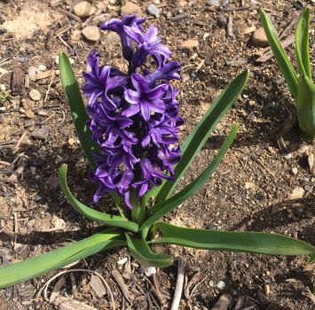 12 Hyacinth Giant Mixture – Hyacinth orientalis