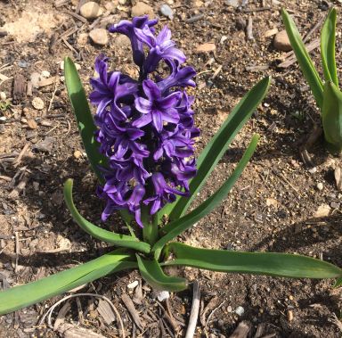 12 Hyacinth Giant Mixture – Hyacinth orientalis