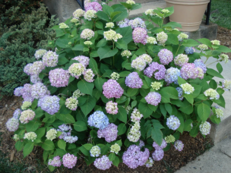 Hydrangea Arborescens Penny Mac-2.5 Inch Starter Plant-these area starting to go dormant, be aware.
