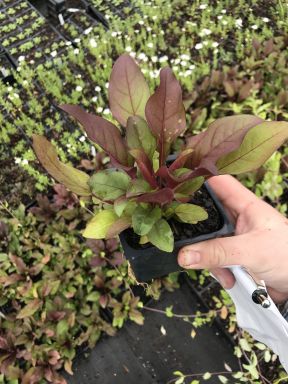 Huskers Red Beardtongue Penstemon in 3.5 inch pot, you choose amount!