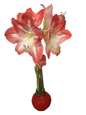 Red Waxed Minerva Red and White Amaryllis Bulb 36/38