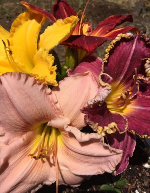 Daylily Bumper Crop Mix – Bare Root – Mixed Colors Bareroot Hemerocallis 1-2 Fans 3-pack