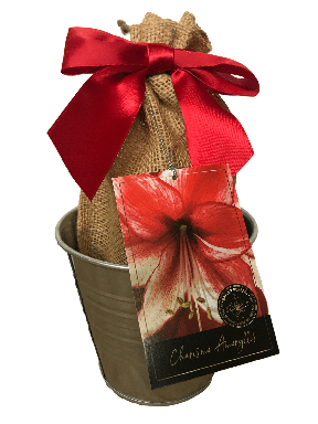 Tin Charisma Amaryllis Holiday Gift Growing Kit, Deluxe Edition, Includes a Rustic Tin Pot, a Health