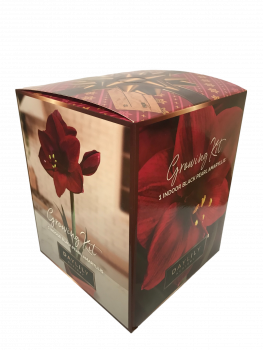 Black Pearl Amaryllis Bulb in an Elegant Box, With a Plastic Planting Pot, and a Professional Growin