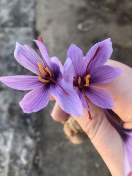 15 Saffron Crocus Bulbs–Fall Blooming, grow your own Saffron Spice!