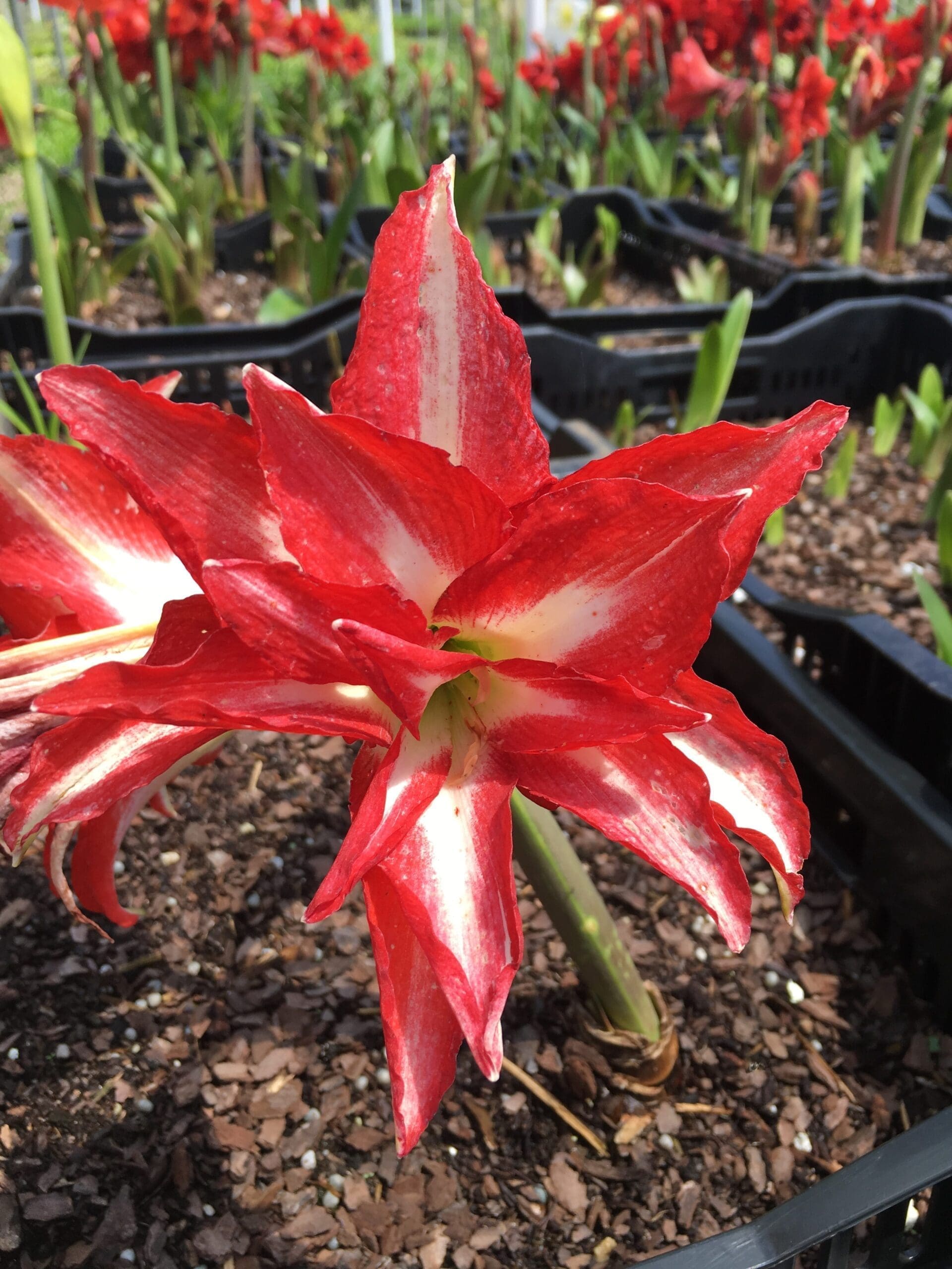 daylilynursery Exotic Peacock Double Amaryllis Bulb NEW! 32/34 cm Bulb