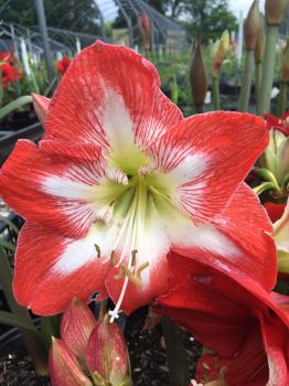 Amaryllis Minerva Healthy Bulb 26-28cm! Great Holiday Gift! Easy Grow Bulbs!