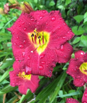 Pardon Me Daylilies: Bareroot Hemerocallis 1-2 Fans Tennessee Grown