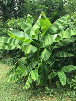 Musa Banana Plant in a 4 inch Container