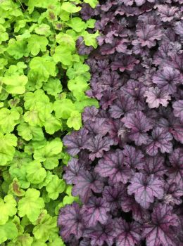 Mixed Heuchera, in 4 inch pots, one plant per 4 inch pot