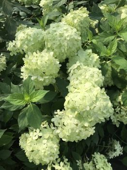 Hydrangea Limelight – 4 Inch Starter Plant, this is an “End of the Season” price on these, get