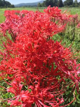 Bareroot Red Surprise Lily/ Resurrection Lily/ Naked Lady/ Lycoris Raidanti/ Red Spider 3-pack