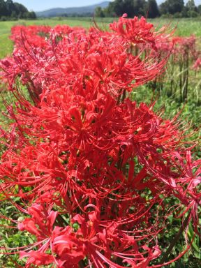 Bareroot Red Surprise Lily/ Resurrection Lily/ Naked Lady/ Lycoris Raidanti/ Red Spider 3-pack