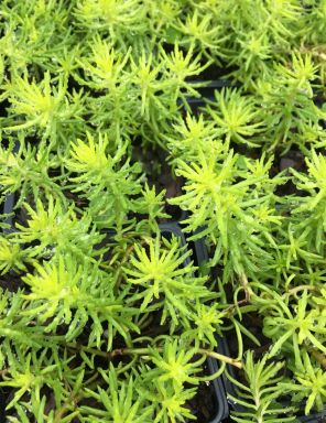 Angelina Sedum in 4 Inch Pots – Sedum Rupestre/ Stonecrop