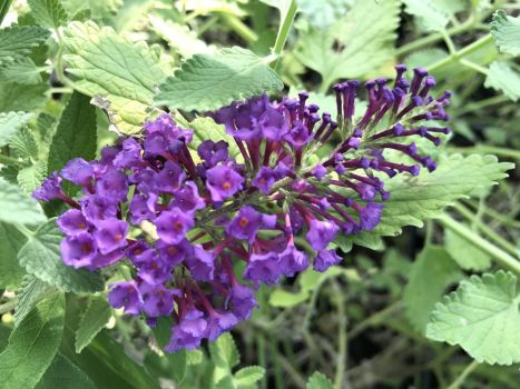 2 Buddleja “Black Knight” Butterfly Bush—atrracts bees, butterflies, hummingbirds 3.5 inch con