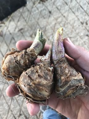 Pineapple Lily Bicolor- Eucomis Bulbs
