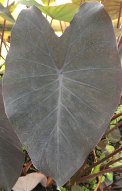 Black Magic Elephant Ears – 4 Inch Containers