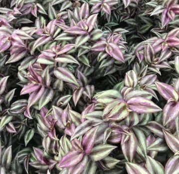 Purple Wandering Jew Plants in 4 Inch Pots