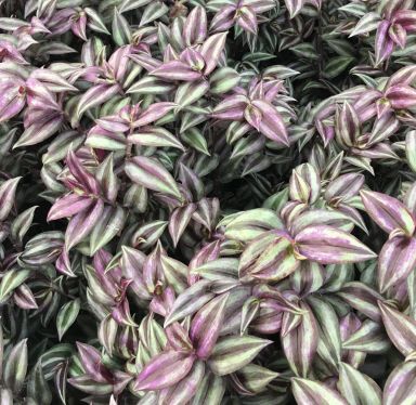 Purple Wandering Jew Plants in 4 Inch Pots