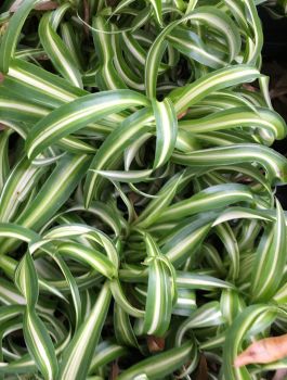 Spider Plant – Easy – 4″ Pots