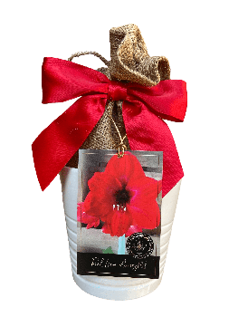 Grand Prix Amaryllis Bulb in a White Ceramic Pot, With a Burlap Sack,  a Red Ribbon and a Profession
