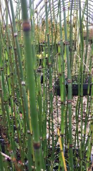 Horsetail Grass in 4 Inch Pots
