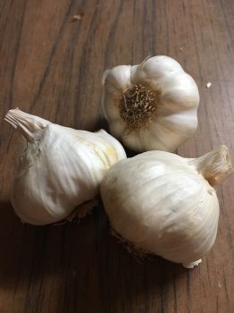 5 California Softneck Garlic Bulbs