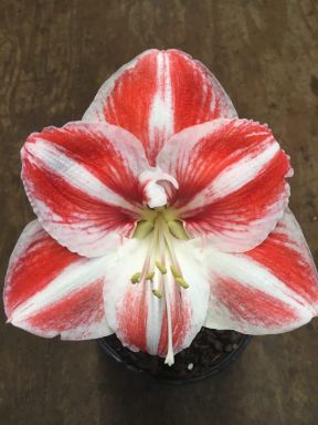 Amaryllis Clown Healthy Bulb 28-36cm! Great Holiday Gift! Easy Grow Bulbs!