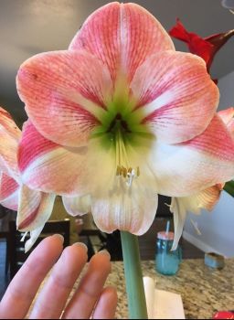 Amaryllis Apple Blossom Healthy Bulb 28-36cm! Great Holiday Gift! Easy Grow Bulbs!