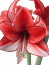 Charisma Amaryllis Bulb in Burlap Gift Bag! -Includes Growing Medium-Great Holiday Gift!