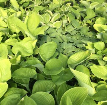 Hosta Bumper Crop Mix – Bare Root Hostas – Fabulous Color for Shady Gardens, 10-pack