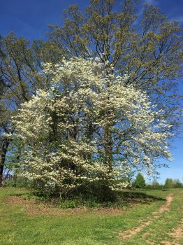 2 White Dogwood Trees Bareroot 12-18″