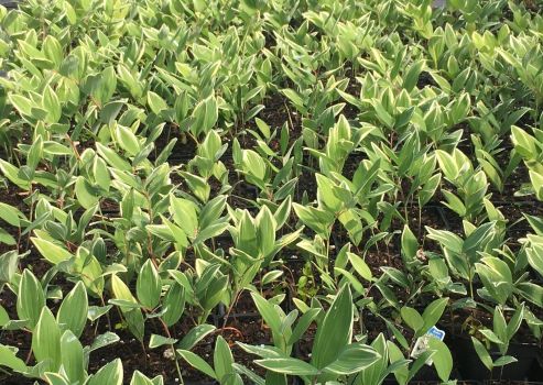 Japanese Solomon’s Seal – Variegatum- Polygonatum multiflorum – Shade – 4″ Pot