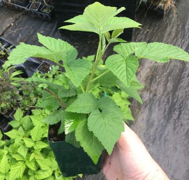 Caroline Red Raspberry: Rubus idaeus -in 4 Inch Pots