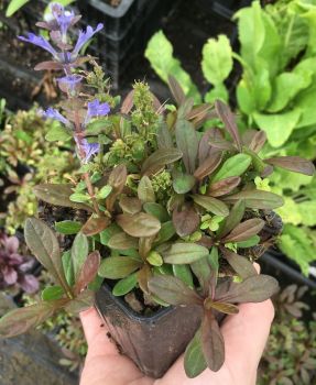 Chocolate Chip Ajuga in 3.5 Inch Pots