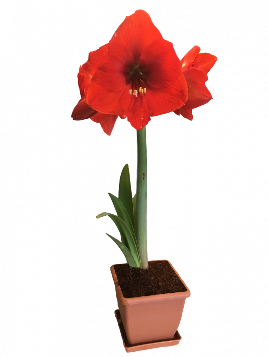 daylilynursery: Red Lion Amaryllis Growing Kit in an Elegant Box