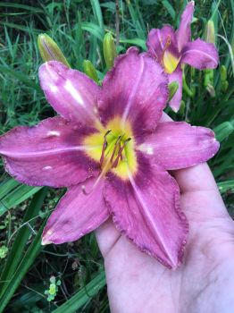 Grape Magic Daylily…..in 3.5 inch pot. One plant per pot, you choose amount!